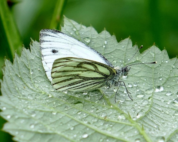 green-veined white